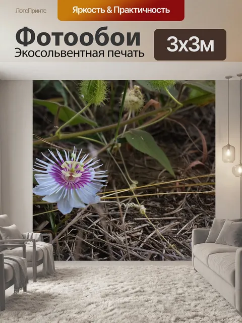 Фотообои Цветок