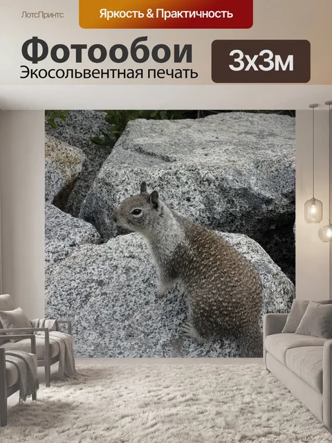 Фотообои Белка