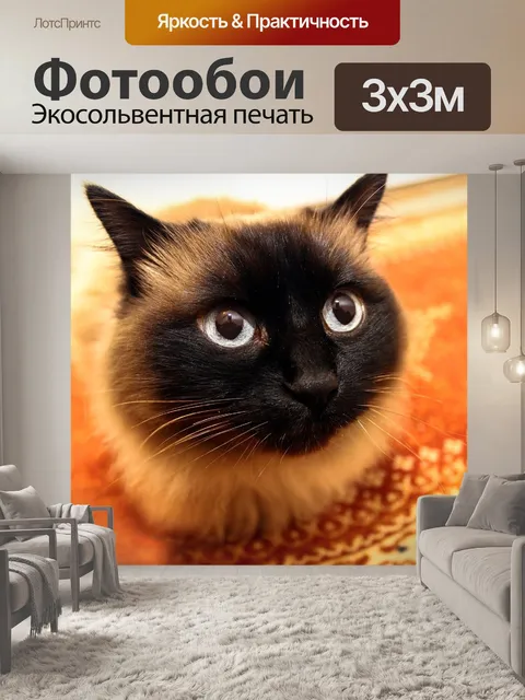 Фотообои Кошка
