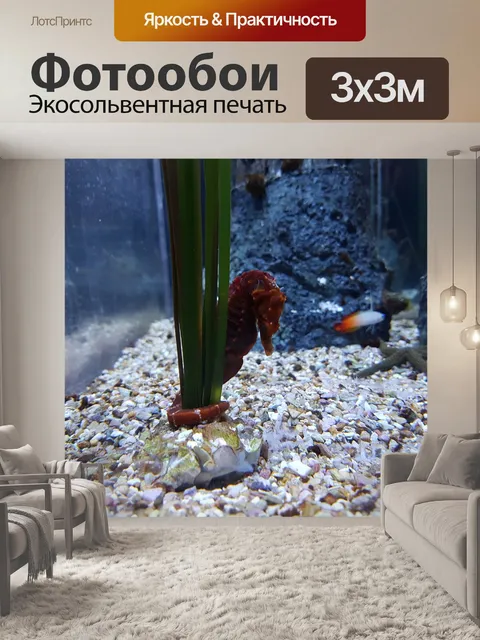 Фотообои Морской конек