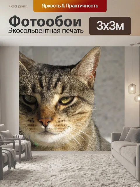 Фотообои Кошка