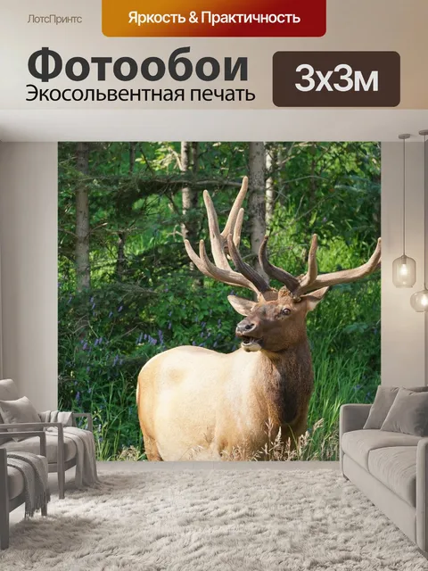 Фотообои Лось