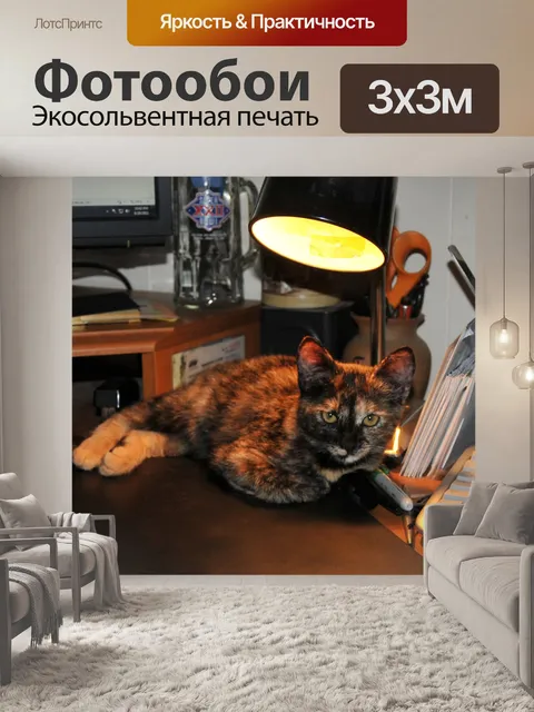 Фотообои Черепаховых кошек в центре внимания
