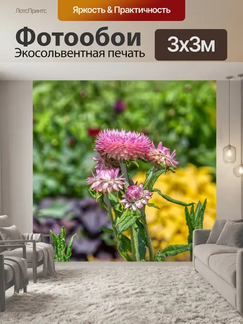 Фотообои Чертополох
