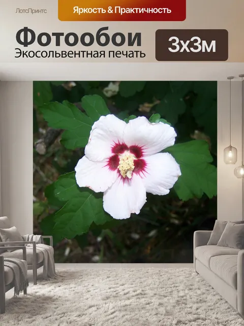 Фотообои Белый Гибискус