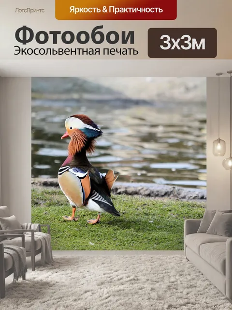 Фотообои Утка