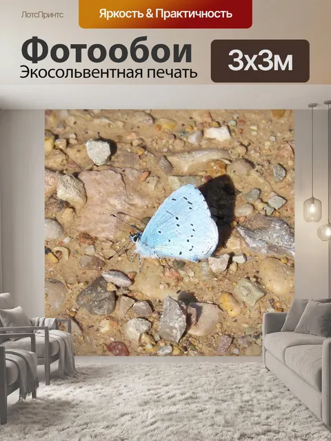 Фотообои Синяя крылатая бабочка