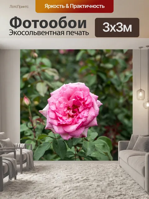 Фотообои Роза
