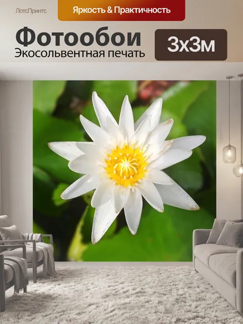Фотообои Белые кувшинки