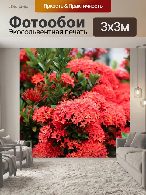 Фотообои Роза