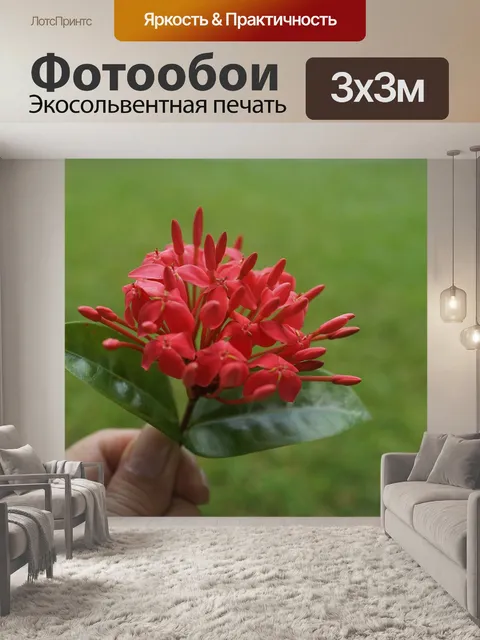 Фотообои Франжипани почки
