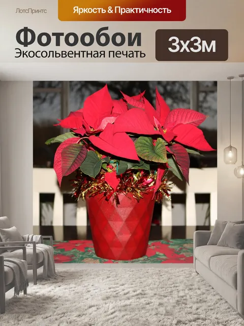 Фотообои Красная пуансеттия на кухонном столе
