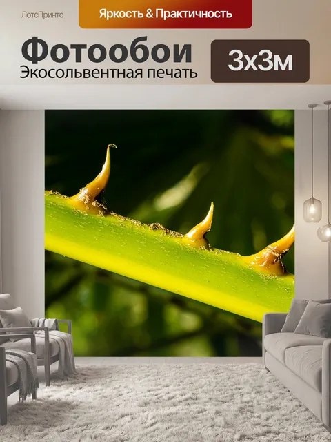Фотообои Пальмовая ветвь