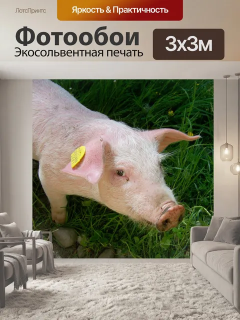 Фотообои Поросенок