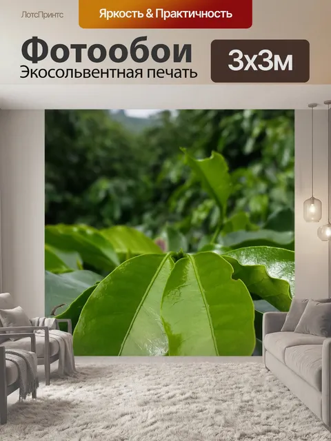 Фотообои Кофейное дерево