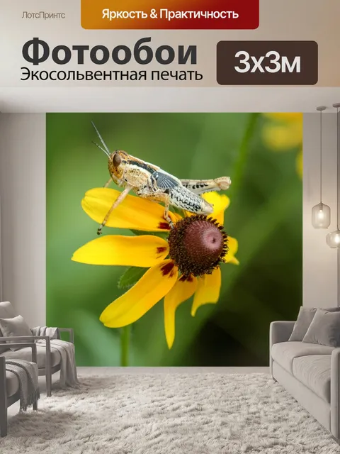 Фотообои Желтая эхина