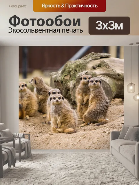 Фотообои Meerkat семьи