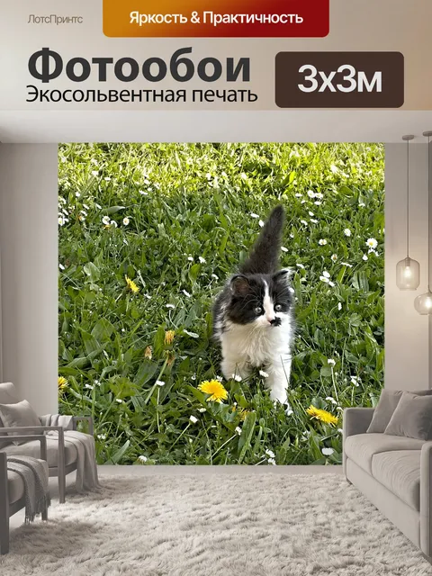 Фотообои Котенок