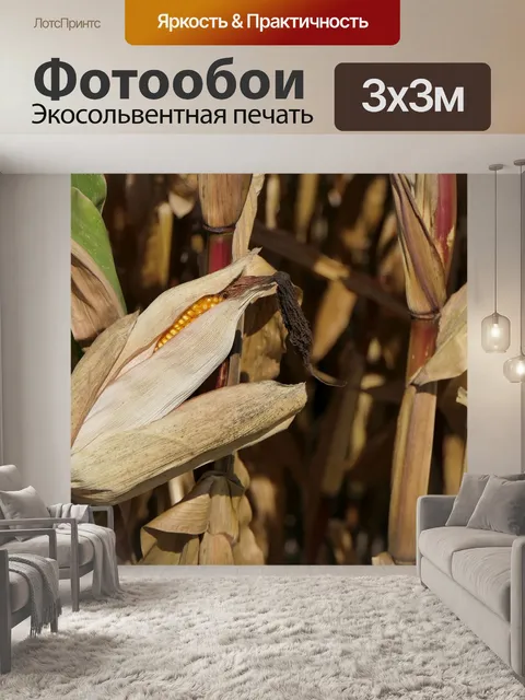 Фотообои Кукуруза в початках