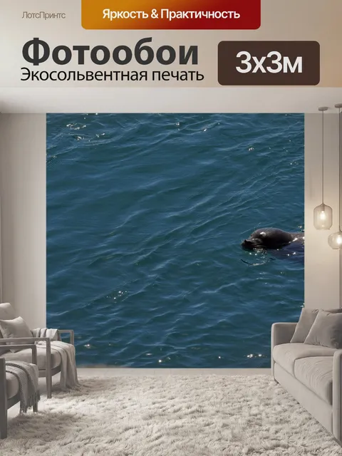 Фотообои морской лев
