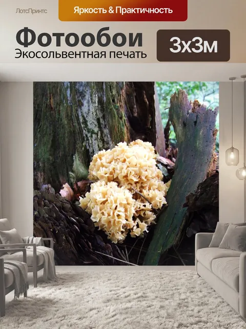 Фотообои Цветная капуста грибы