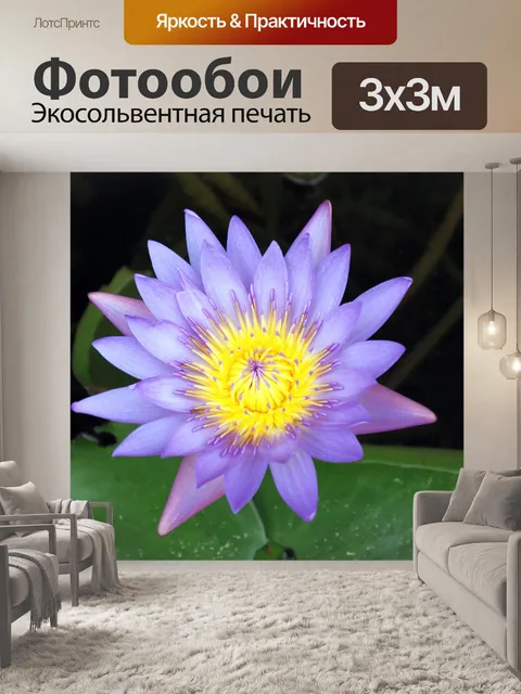 Фотообои Фиолетовый цветок лотоса крупным планом
