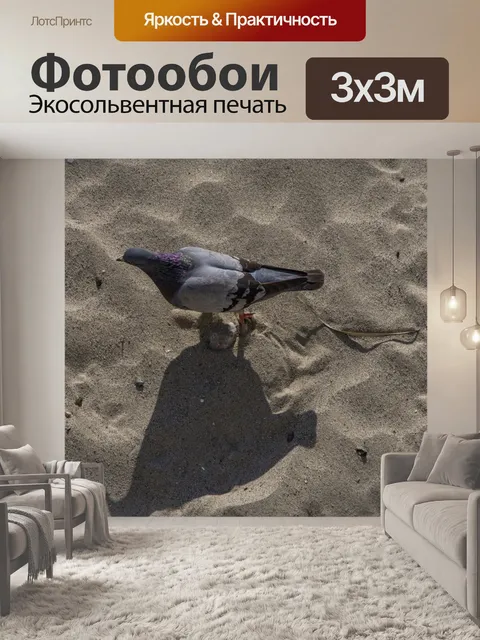 Фотообои Плоская планировка голубя