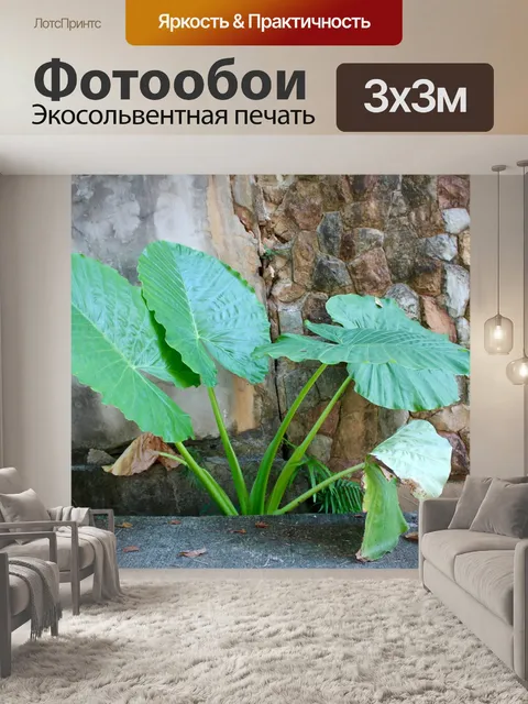 Фотообои Пальма