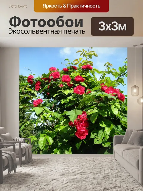 Фотообои Розы трельяж