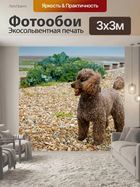 Фотообои Миниатюрный пудель собаки