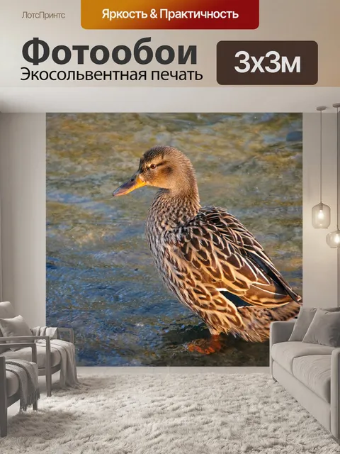 Фотообои Озеро селезня кряквы