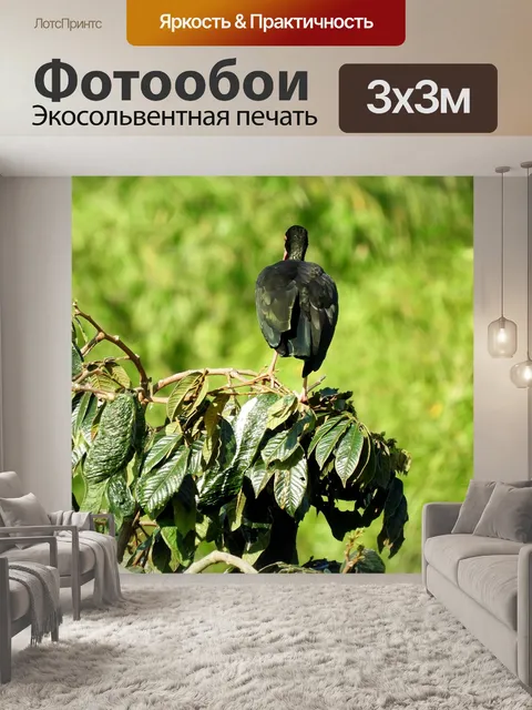 Фотообои Птица