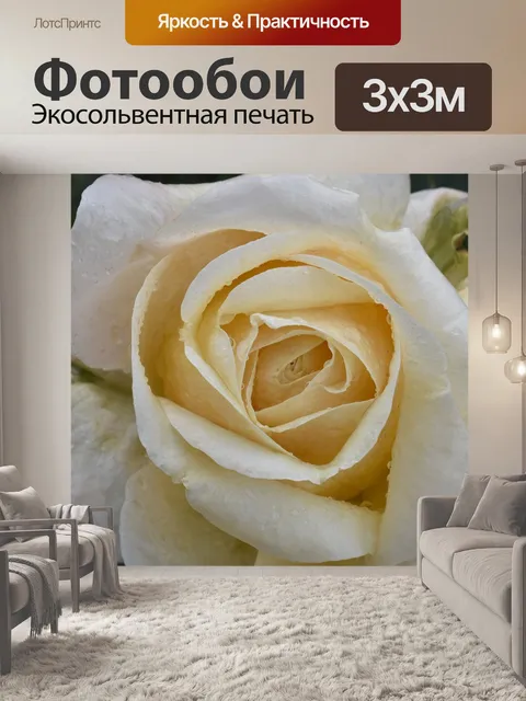 Фотообои Роза
