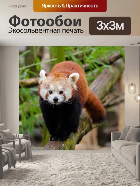 Фотообои Red Panda, Ailurus fulgens
