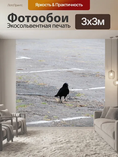 Фотообои Ворона гуляет на стоянке