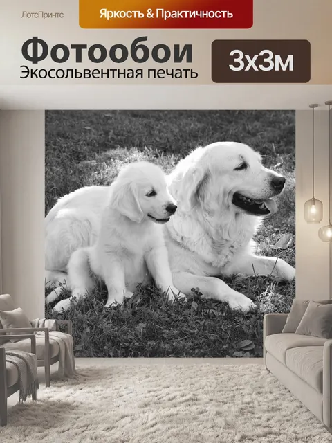 Фотообои Собака