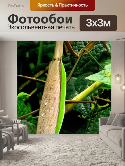 Фотообои Сад Богомол Насекомое