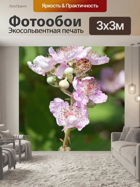 Фотообои Blackberry Буш цветы
