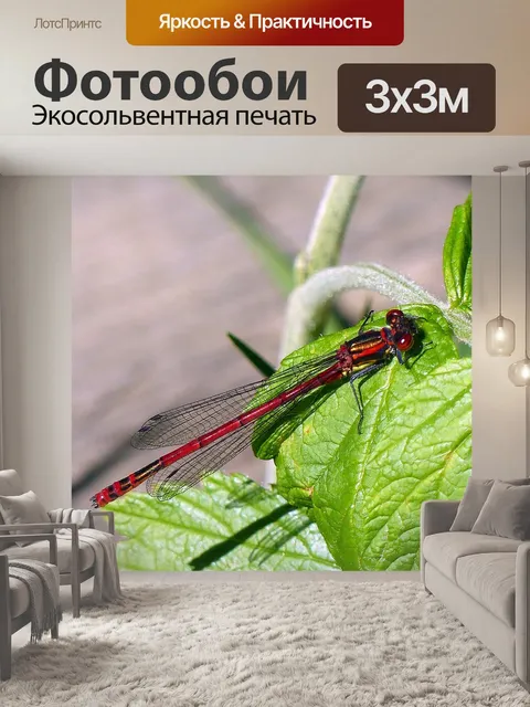 Фотообои Ранняя стрекоза адониса