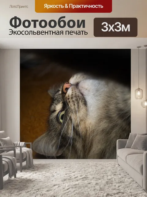 Фотообои Кот