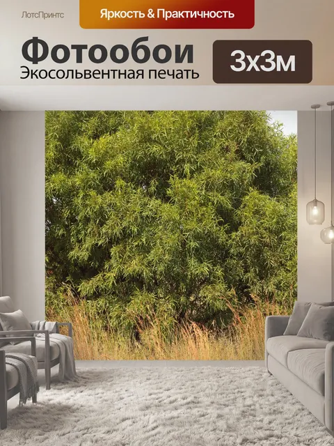 Фотообои вечнозеленое дерево кари зимой