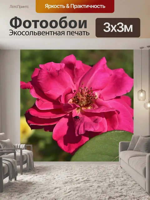 Фотообои Роза
