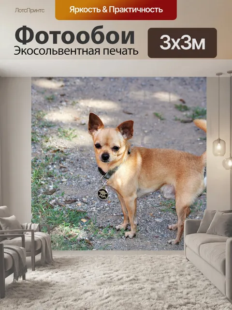 Фотообои Маленькая коричневая собака чихуахуа