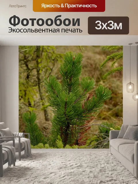 Фотообои Трал