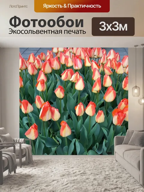 Фотообои Тюльпаны