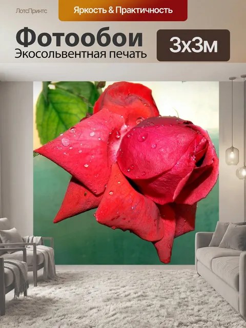 Фотообои Роза