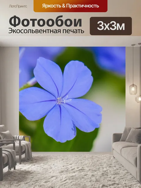 Фотообои Голубой цветок дэн