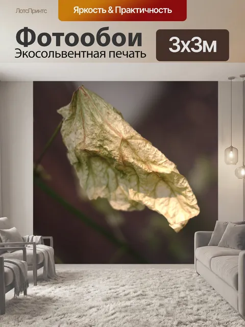 Фотообои Засохший лист