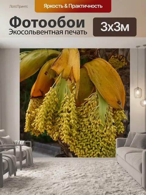 Фотообои Карликовый финиковой пальмы цвести