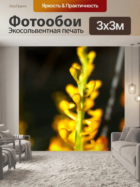 Фотообои Фото цветка орхидеи